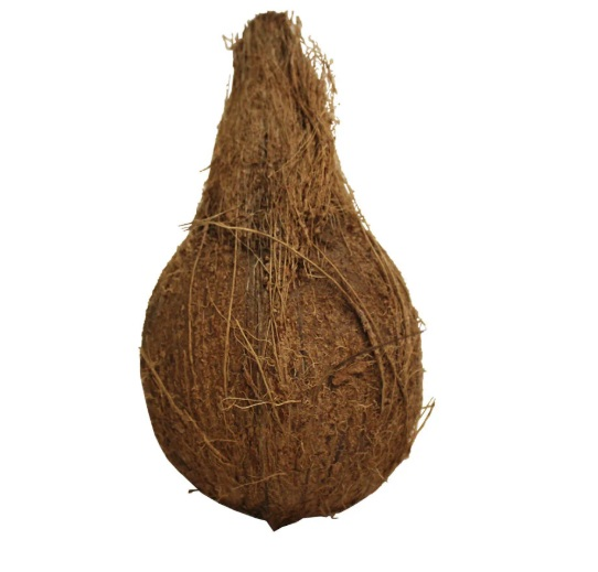 Coconut